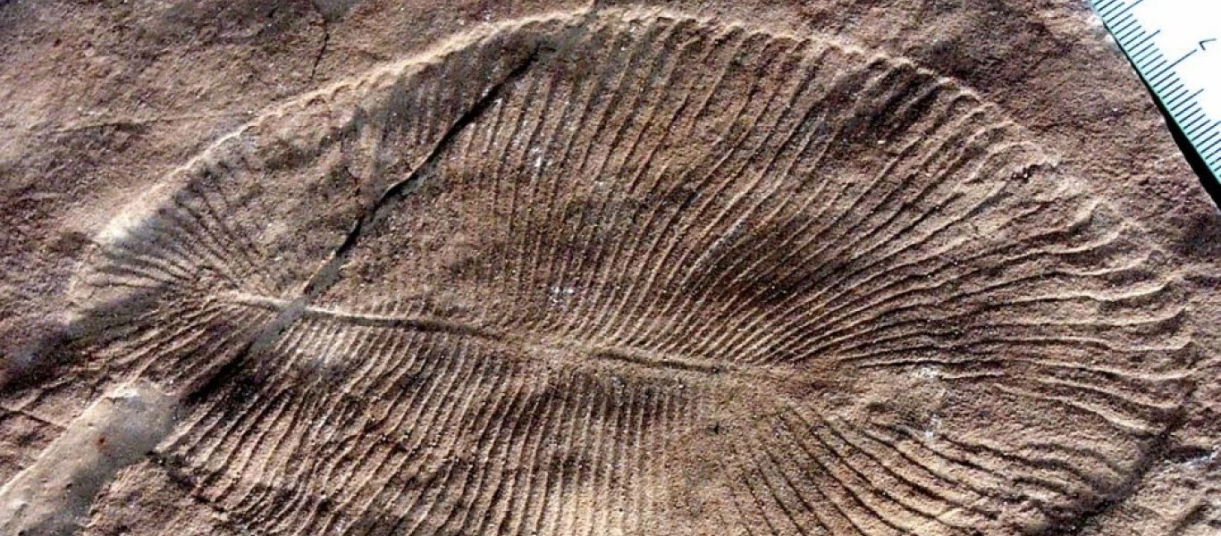 Η απίστευτη ανακάλυψη πάνω σε απολίθωμα ζώου που έζησε πριν από 558 εκατ. χρόνια (βίντεο)